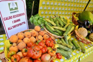 danni caldo ortofrutta