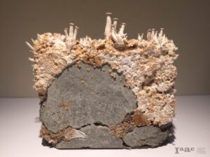 mycrocrete funghi