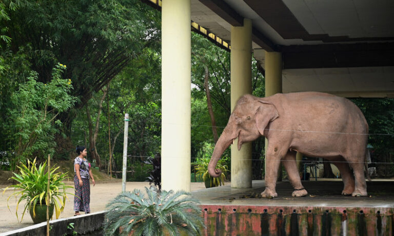 elefante nato in Thailandia torna in patria