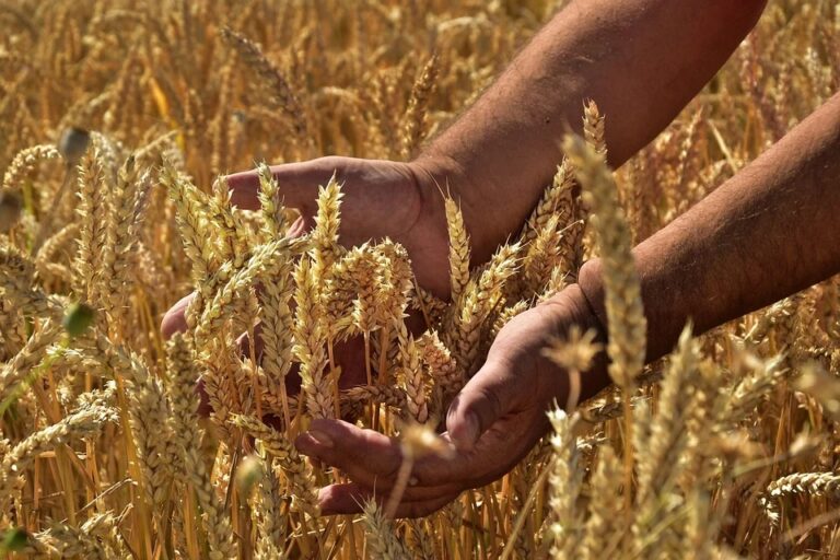 interruzione accordo ONU su 19 miliardi di cereali ucraini