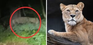 avvistamento della leonessa a Berlino