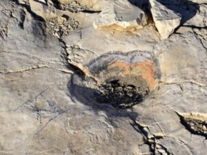 Orme di dinosauri sugli scogli di Bari