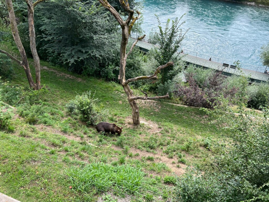 orsi berna