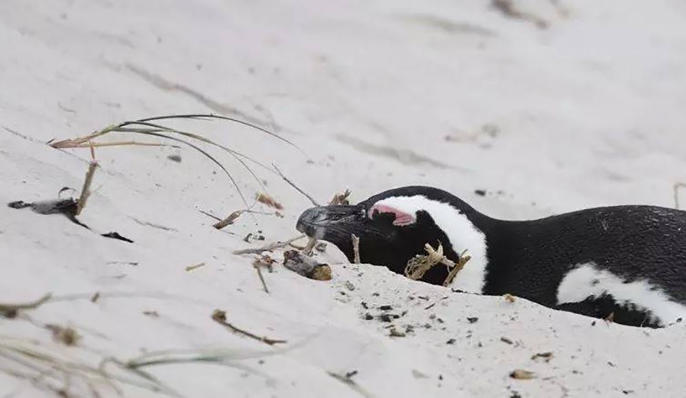 2000 pinguini morti sulle coste dell'Uruguay