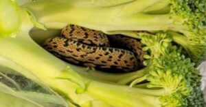 serpente