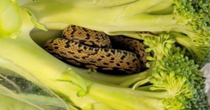 serpente
