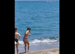squalo a riva francia