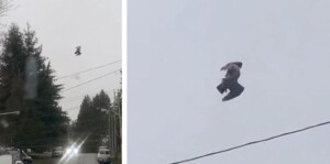uccello morto immobile cielo