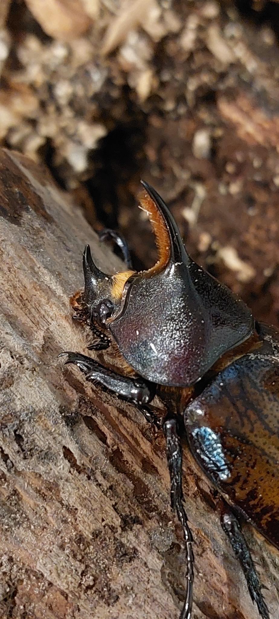 scarabeo gigante