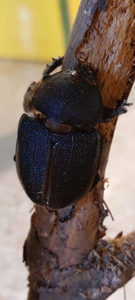 scarabeo gigante
