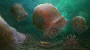 Burgessomedusa