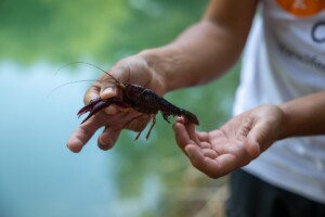 Gambero rosso Louisiana - Procambarus Clarkii