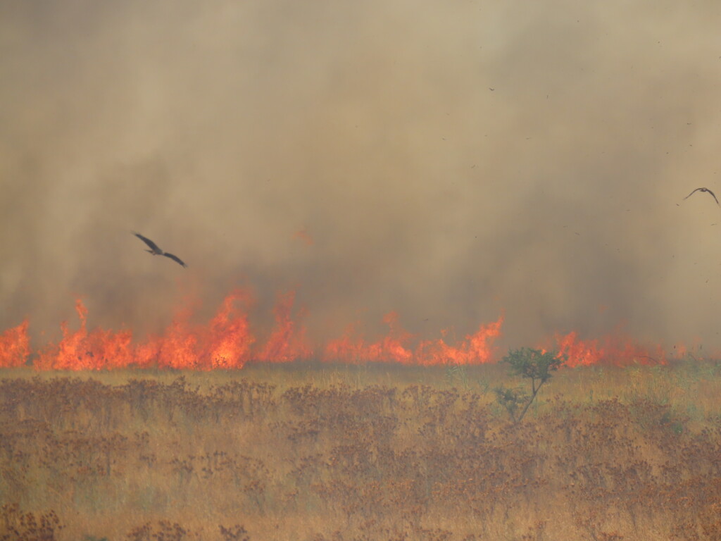 Incendio Diga del Basentello