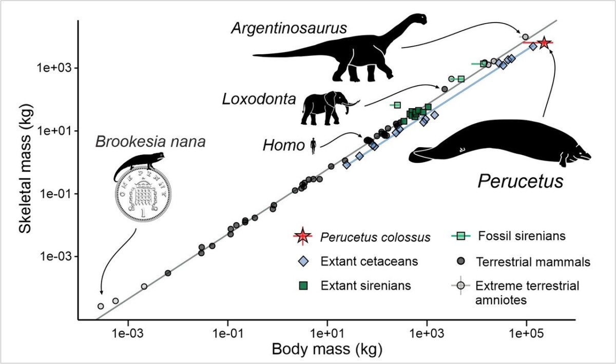 Stima della massa corporea totale di Perucetus colossus. (Giovanni Bianucci)