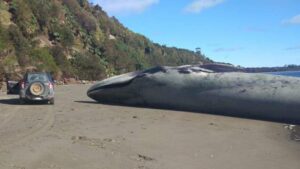 balenottera trovata morta in una spiaggia del Cile