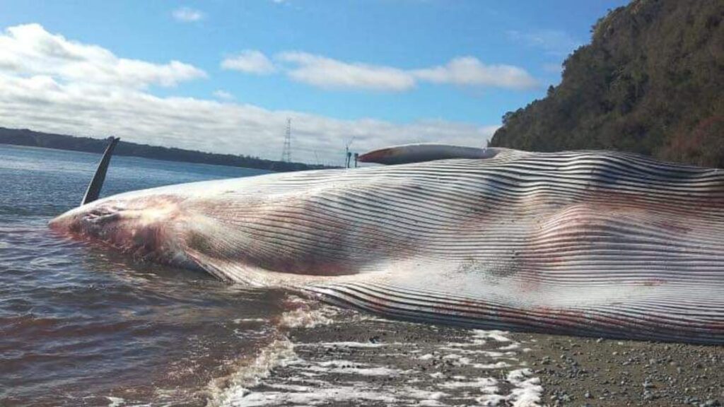 balenottera trovata morta in una spiaggia del Cile
