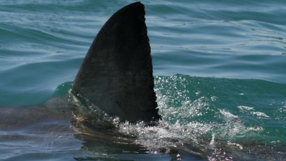 attacco di squalo fossile