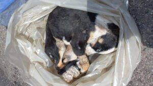 cane lager Riposto (CT)