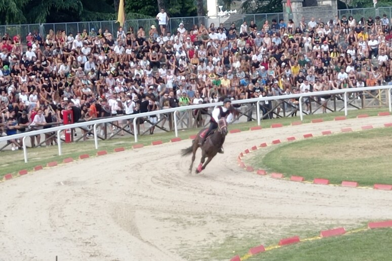 cavallo ferito alla Quintana di Ascoli Piceno