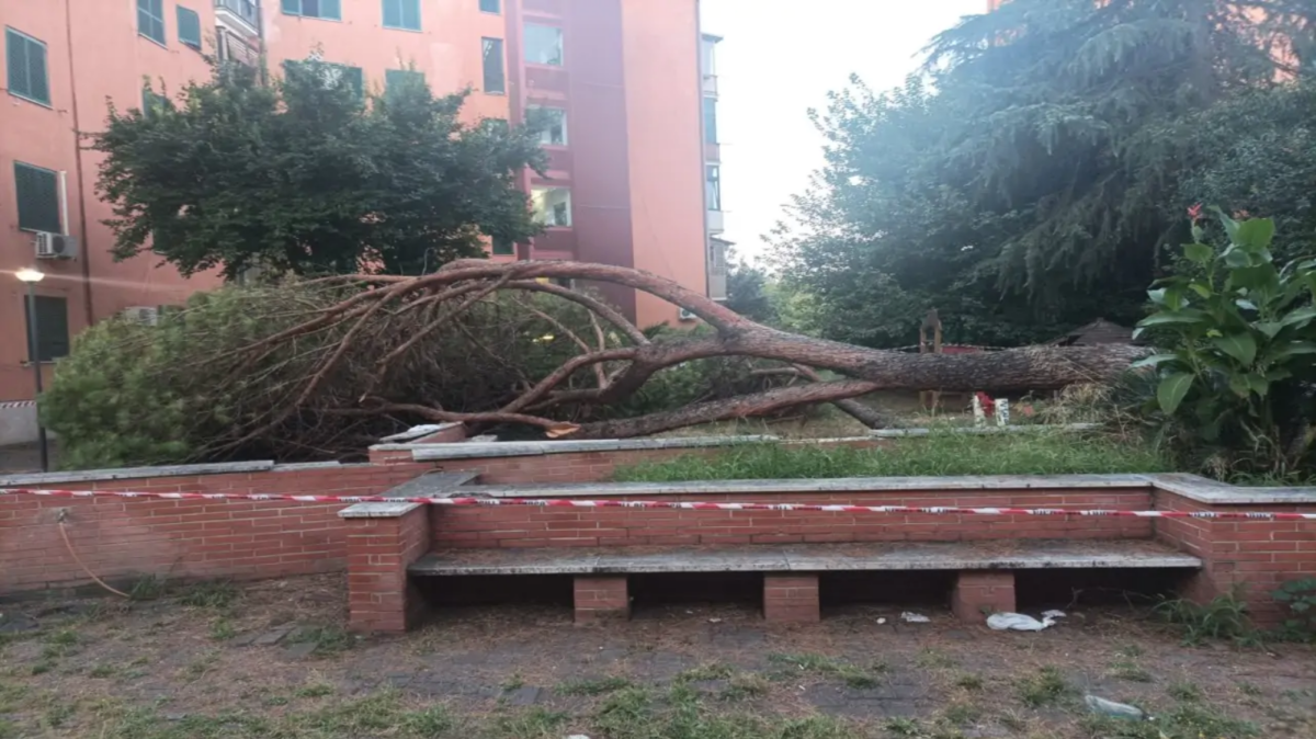 albero caduto roma