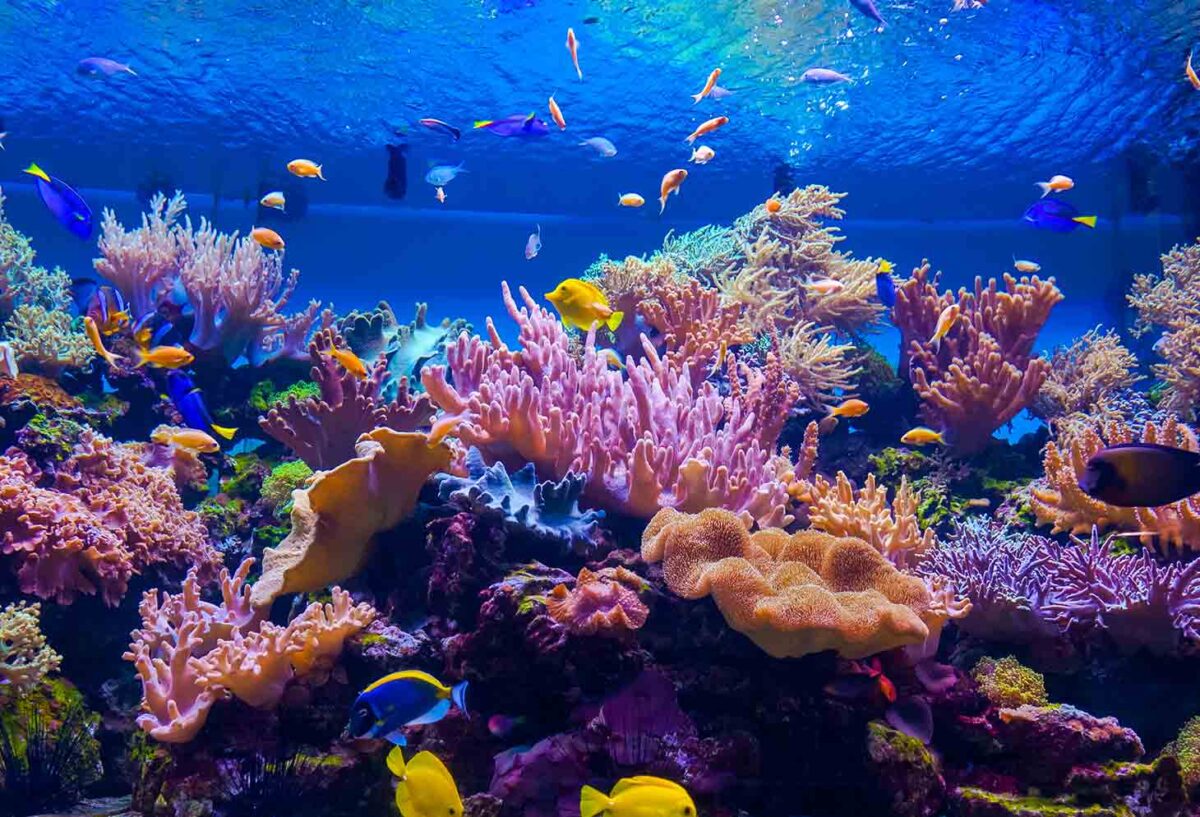 barriera corallina e cambiamenti climatici