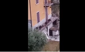 branco di cinghiali