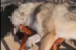 cane-ucciso-satana
