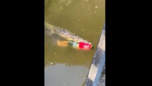 coccodrillo uccide calciatore costaricano