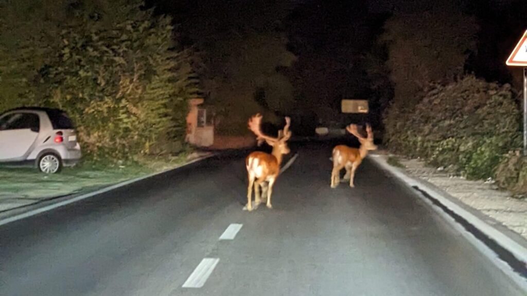 coppia di daini a Roma