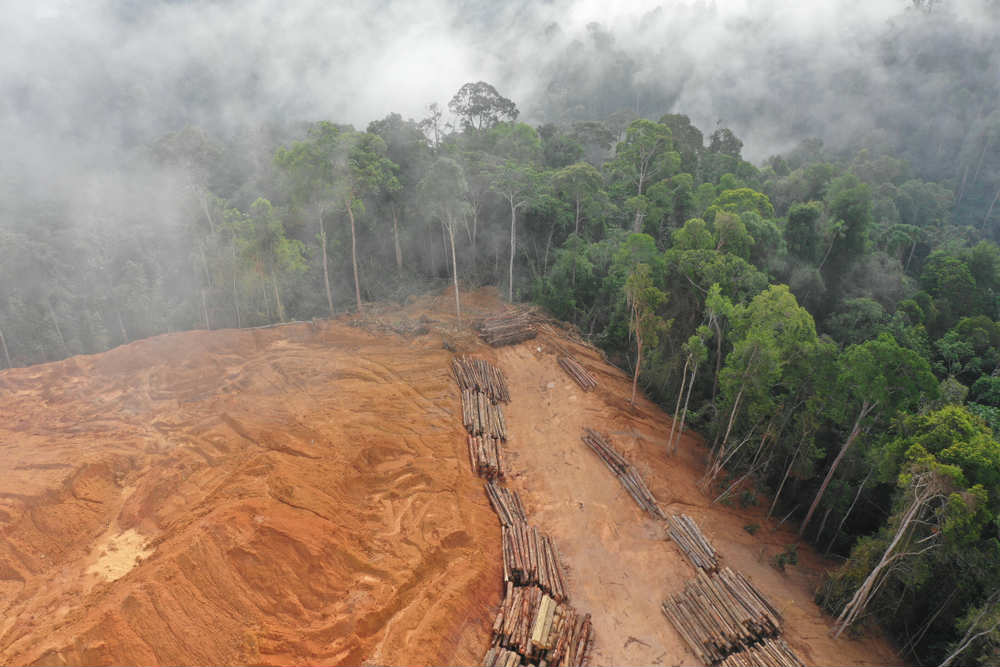 bloccare la deforestazione