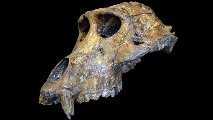 denti-scimmia-estinta-storia-evolutiva-eta-ominidi