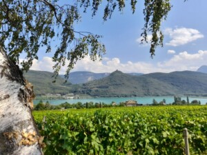estate alto adige Lago di Caldaro