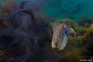 seppia gigante