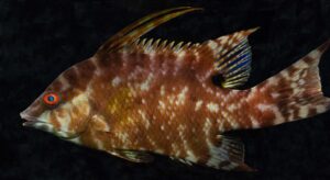 pesce maiale
