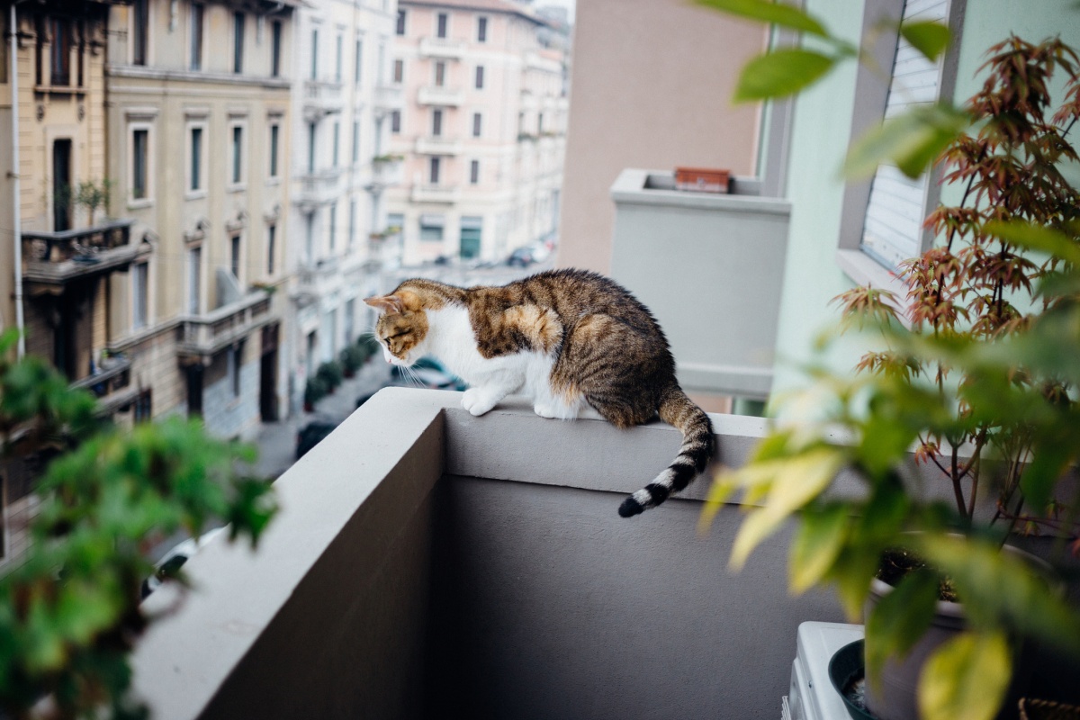gatti sul balcone