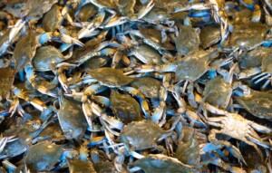 granchio blu