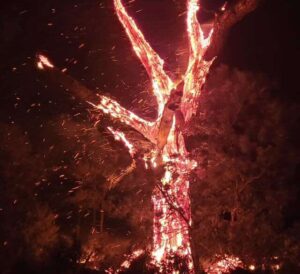albero fulmine usa