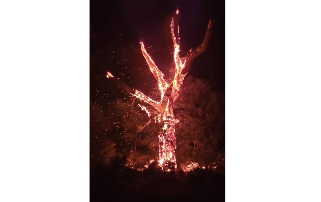 albero fulmine usa