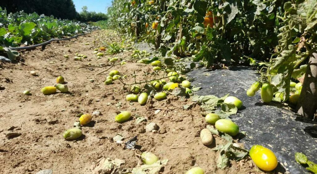 danni all'agricoltura del maltempo in Basilicata