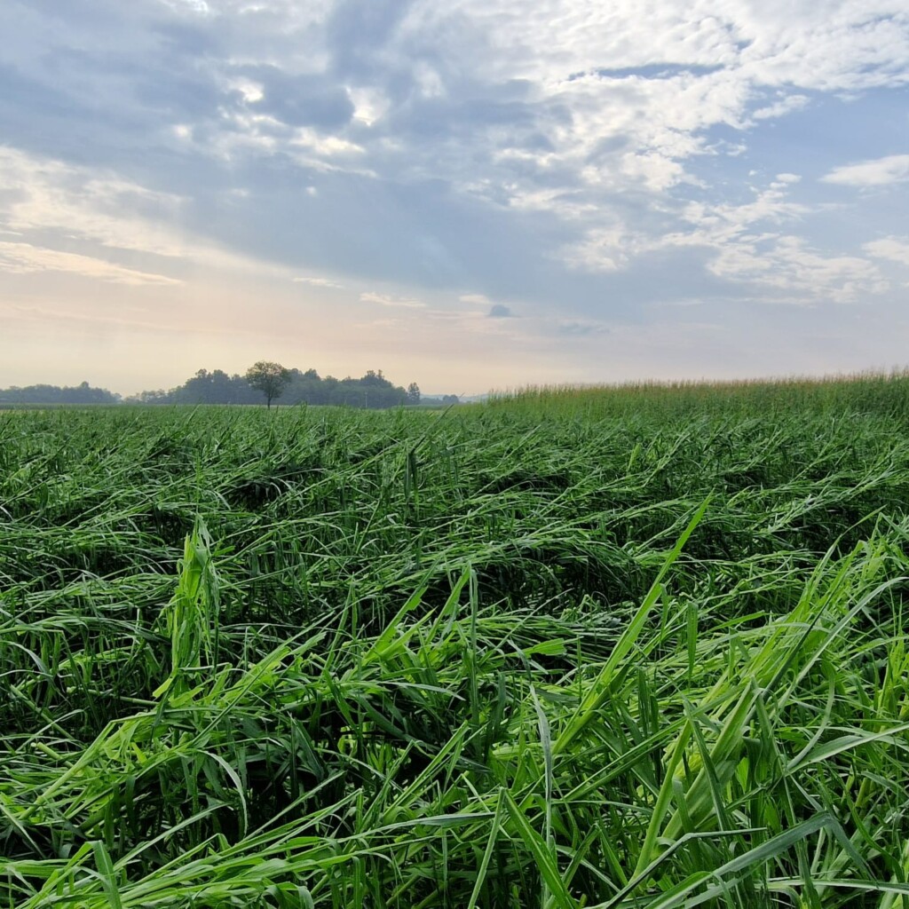 maltempo piemonte torino