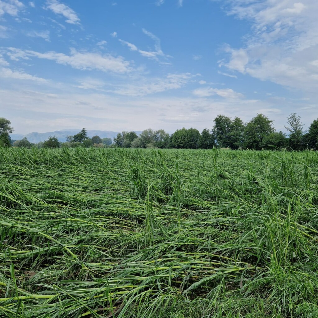 maltempo piemonte torino
