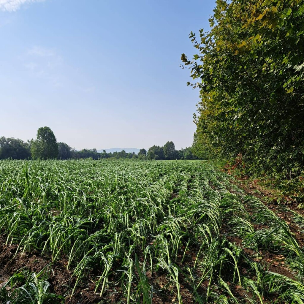 maltempo piemonte torino