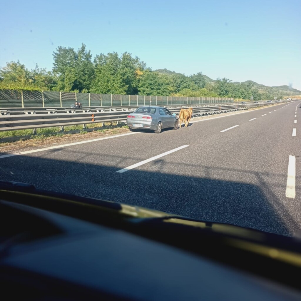 mucca autostrada salerno reggio