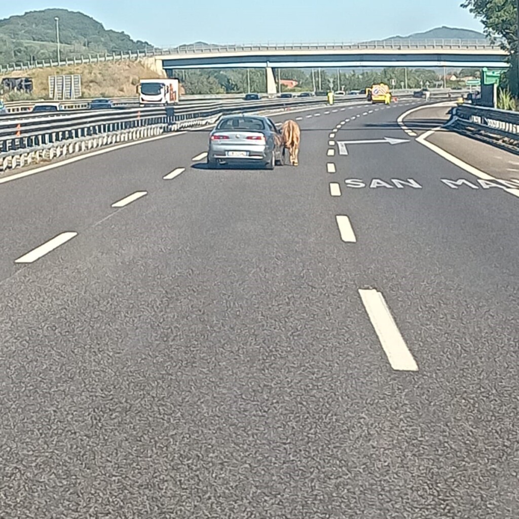 mucca autostrada salerno reggio