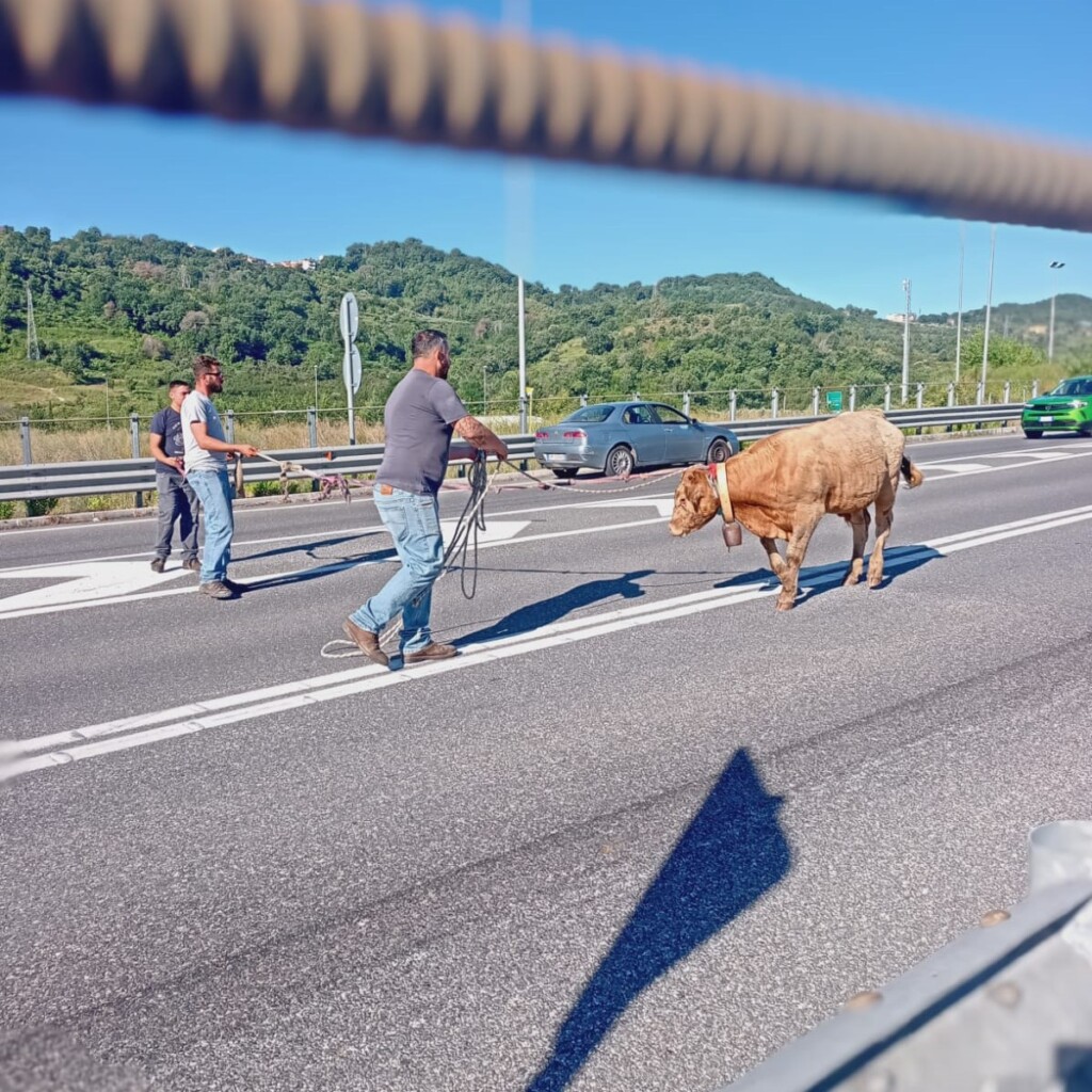 mucca autostrada salerno reggio