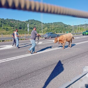 mucca autostrada salerno reggio