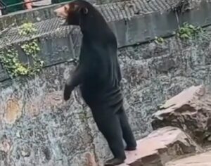 orsi nello zoo di Hangzhou in Cina