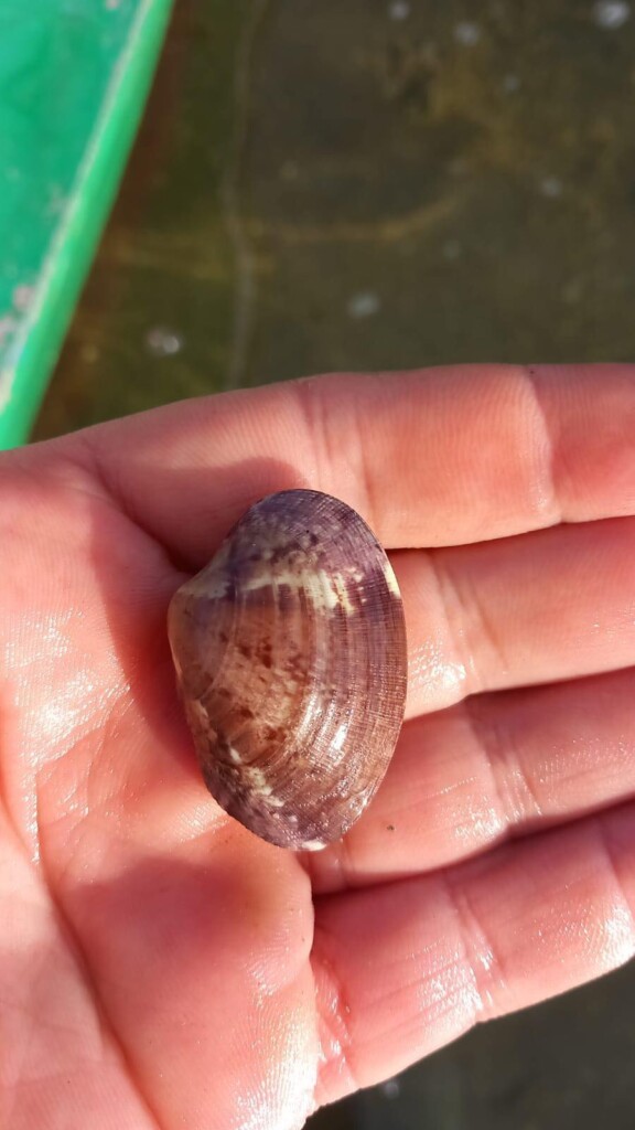 progetto molluschicoltura messinese