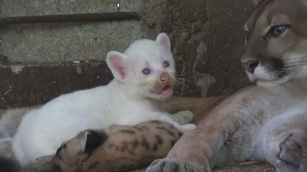 puma-albino-Nicaragua