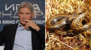 serpente harrison ford